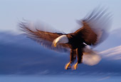 BRD 02 TL0026 01
Bald Eagle In Flight