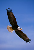 BRD 02 TL0028 01
Bald Eagle In Flight