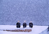 BRD 02 TL0029 01
Three Bald Eagles Sitting Together In Snow