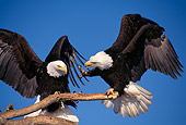 BRD 02 TL0030 01
Two Bald Eagles Fighting Over Perch