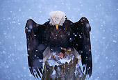 BRD 02 TL0032 01
Bald Eagle Spreading Out Wings