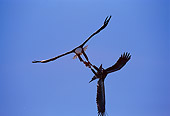 BRD 02 TL0033 01
Two Bald Eagles Fighting Over Fish In Flight