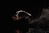 BRD 02 TL0035 01
Bald Eagle Flying Above Water Fishing