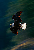 BRD 02 TL0036 01
Bald Eagle In Flight