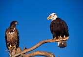 BRD 02 TL0039 01
Adult And Young Bald Eagle Sitting On Branch