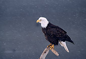 BRD 02 TL0042 01
Profile Of Bald Eagle Perching On Branch In Snowfall