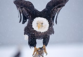 BRD 02 TL0043 01
Head On Shot Of Bald Eagle Leaving Perch In Snowfall