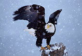 BRD 02 TL0044 01
Bald Eagle Leaving Perch In Snowfall