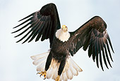 BRD 02 TL0045 01
Bald Eagle Flying Overhead In Blue Sky