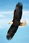 BRD 02 TL0046 01
Bald Eagle Flying In Blue Sky