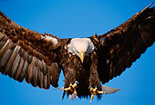 BRD 02 TL0047 01
Close Up Of Bald Eagle Landing With Blue Sky Background