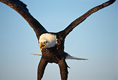 BRD 02 TL0048 01
Close Up Of Bald Eagle Landing With Blue Sky Background