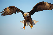 BRD 02 TL0049 01
Bald Eagle Landing With Blue Sky Background