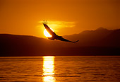 BRD 02 TL0050 01
Silhouette Of Bald Eagle Flying Over Lake At Sunrise