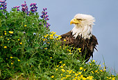BRD 02 TL0051 01
Profile Head Shot Of Bald Eagle Sitting On Mountainside With Wildflowers
