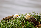 BRD 02 TL0052 01
Bald Eagle Screeching At Another Sitting In Grass Overcast