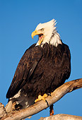 BRD 02 TL0053 01
Bald Eagle Screeching From Branch With Blue Sky