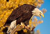 BRD 02 TL0054 01
Bald Eagle Screeching From Branch With Autumn Trees And Blue Sky