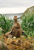 BRD 02 TL0055 01
Bald Eaglet Crying In Nest In Grass On Cliff