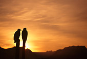 BRD 02 TL0056 01
Silhouette Of Two Bald Eagles Perching On Posts At Sunrise