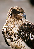 BRD 02 TL0058 01
Close Up Portrait Of Immature Bald Eagle