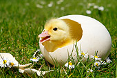 BRD 03 AC0008 01
Duckling Hatching From Egg On Grass