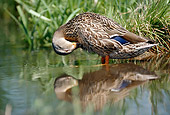 BRD 03 BA0001 01
Female Mallard Duck Standing In Pond Grooming