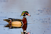 BRD 03 DA0001 01
Wood Duck Male Wading In Wetlands, Illinois