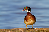 BRD 03 DA0002 01
Wood Duck Male Standing On Log In Wetlands, Illinois