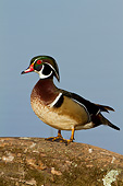 BRD 03 DA0003 01
Wood Duck Male Standing On Log In Wetlands, Illinois