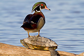 BRD 03 DA0004 01
Wood Duck Male Standing On Slider Turtle On Log, Illinois