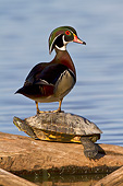 BRD 03 DA0005 01
Wood Duck Male Standing On Slider Turtle On Log, Illinois