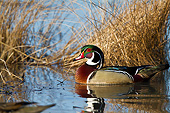 BRD 03 DA0006 01
Wood Duck Male Wading In Wetland, Illinois