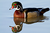 BRD 03 DA0007 01
Wood Duck Male Wading In Wetland, Illinois