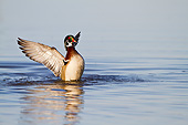 BRD 03 DA0008 01
Wood Duck Male Flapping Wings In Wetland, Illinois