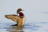 BRD 03 DA0009 01
Wood Duck Male Flapping Wings In Wetland, Illinois