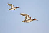 BRD 03 DA0010 01
Two Green-Winged Teal Males In Flight
