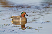 BRD 03 DA0011 01
Green-Winged Teal Male Wading In Wetland