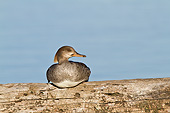 BRD 03 DA0012 01
Hooded Merganser Female Sitting On Log In Wetland, Illinois