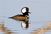 BRD 03 DA0013 01
Hooded Merganser Male Wading In Wetland, Illinois