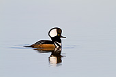 BRD 03 DA0014 01
Hooded Merganser Male Wading In Wetland, Illinois