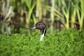 BRD 03 GL0002 01
Northern Pintail Standing In Pond Normandy