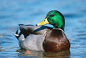 BRD 03 GR0027 01
Portrait Of Mallard Duck Wading In Pond