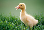 BRD 03 GR0029 01
Portrait Of Duckling Standing In Grass