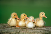 BRD 03 GR0030 01
Four Ducklings Sitting In A Row On Log
