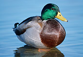 BRD 03 GR0031 01
Mallard Duck Drake Wading In Shallow Water