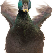 BRD 03 JE0004 01
Cayuga Duck Flapping Wings On White Seamless