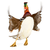 BRD 03 JE0005 01
Mandarin Duck Flapping Wings On White Seamless
