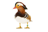 BRD 03 JE0006 01
Mandarin Duck Standing On White Seamless