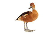 BRD 03 JE0007 01
Lesser (or Indian) Whistling Duck Standing On White Seamless